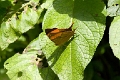 NYMPHALIDAE, Marpesia corinna